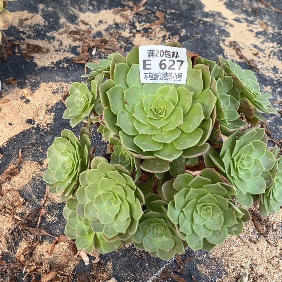 遇**627万圣节沙拉碗多肉