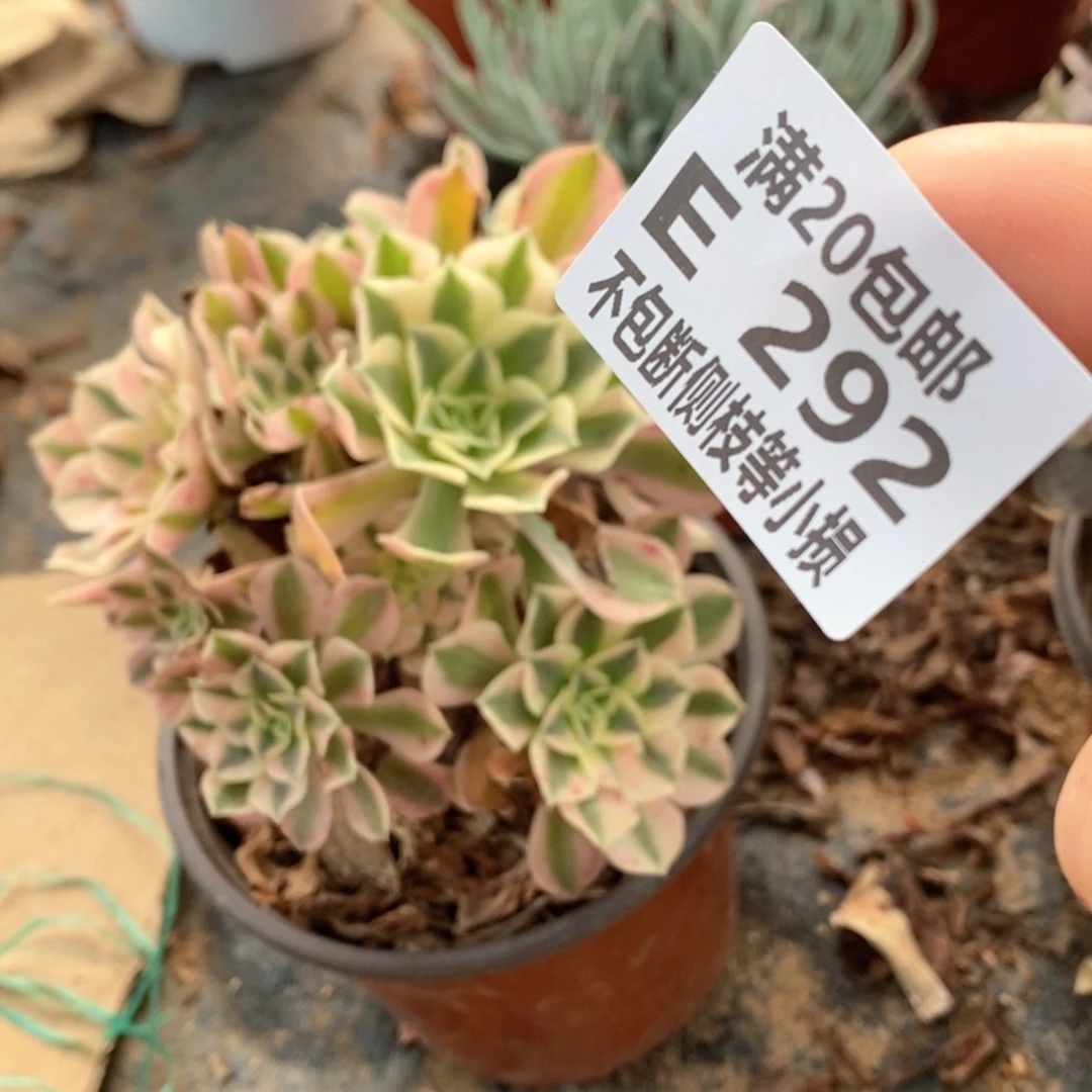 燕*292粉花妖单头多肉