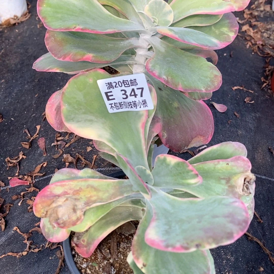 芯****薰347348唐印锦两棵多肉