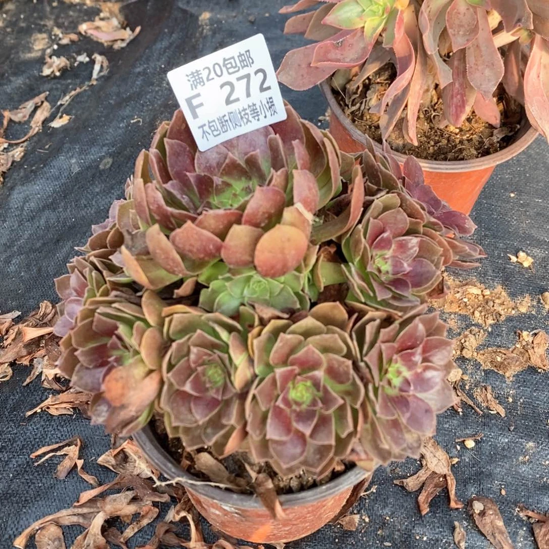 芹*272赤焰莲多肉法师锦