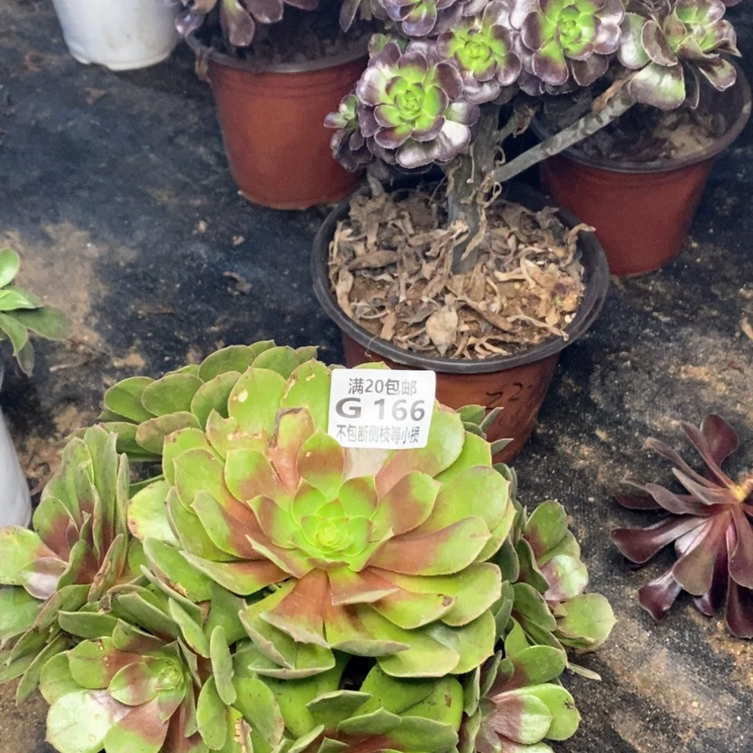 166红心沙拉碗多肉