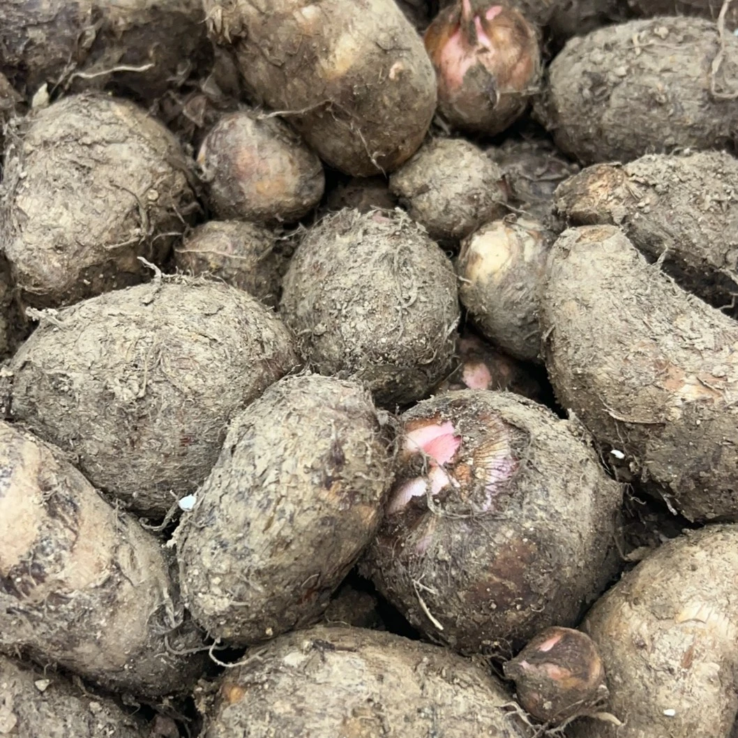 顺泰高山芋子新鲜芋子软糯清香2500克新鲜发货