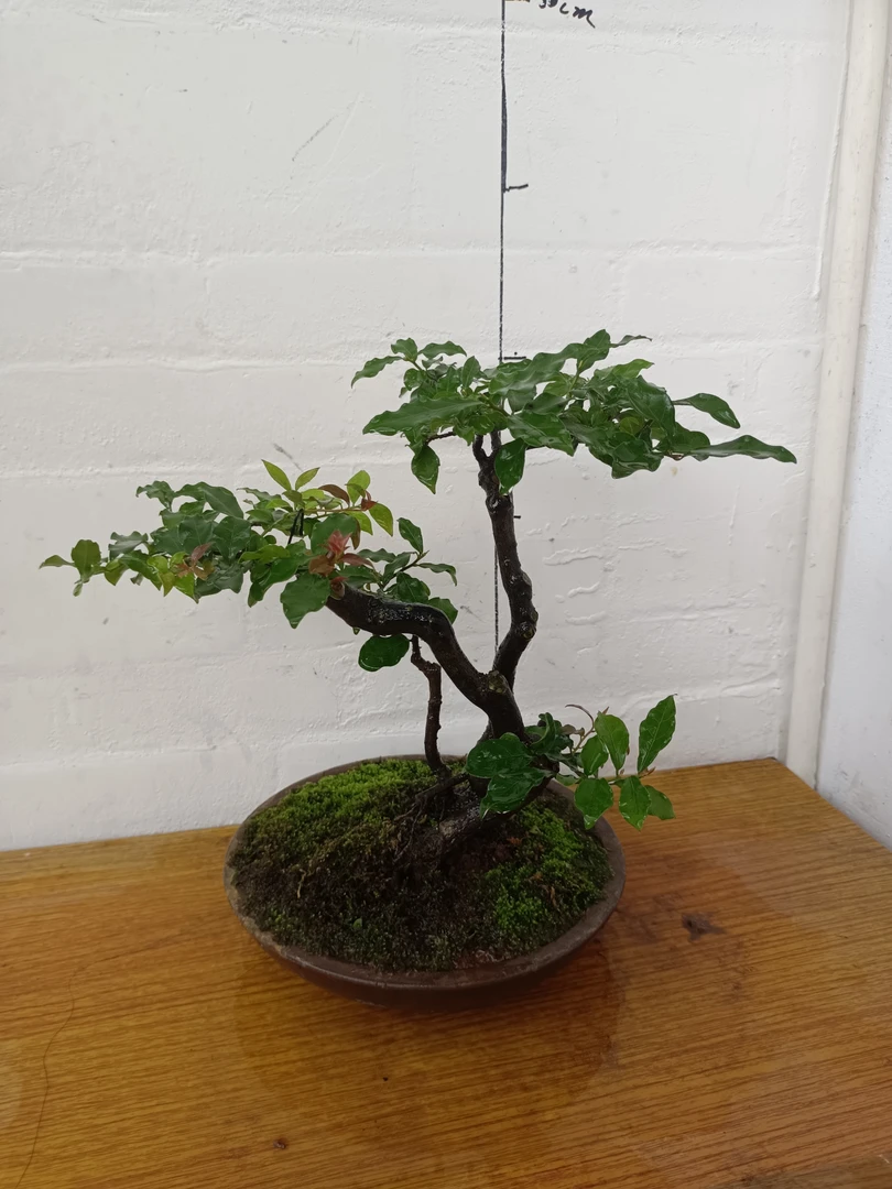 重庆小山灌木金弹子熟桩-直播间一物一拍专属链接 私拍不发