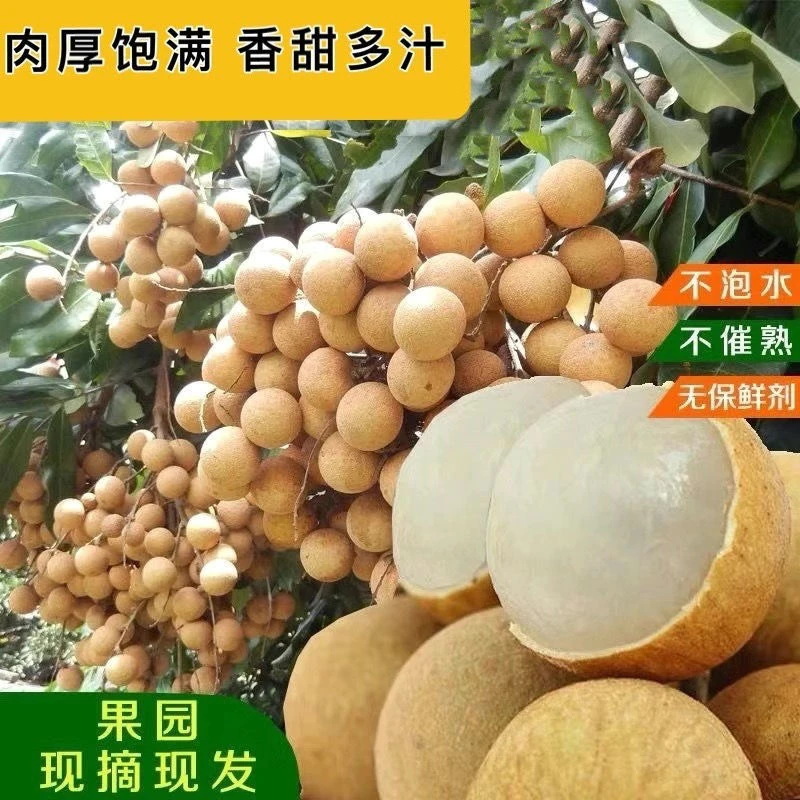 泰国新鲜现摘龙眼新鲜应季水果鲜桂圆新鲜现摘鲜龙眼整筐包邮
