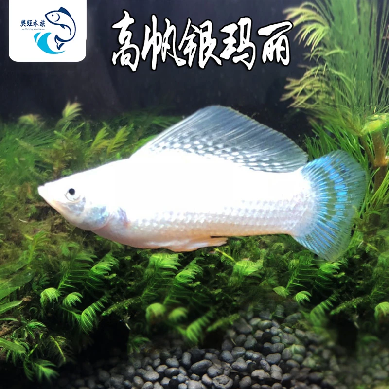 高帆银玛丽鱼水族鱼缸观赏鱼热带鱼淡水新手鱼金玛丽米奇斑马鱼