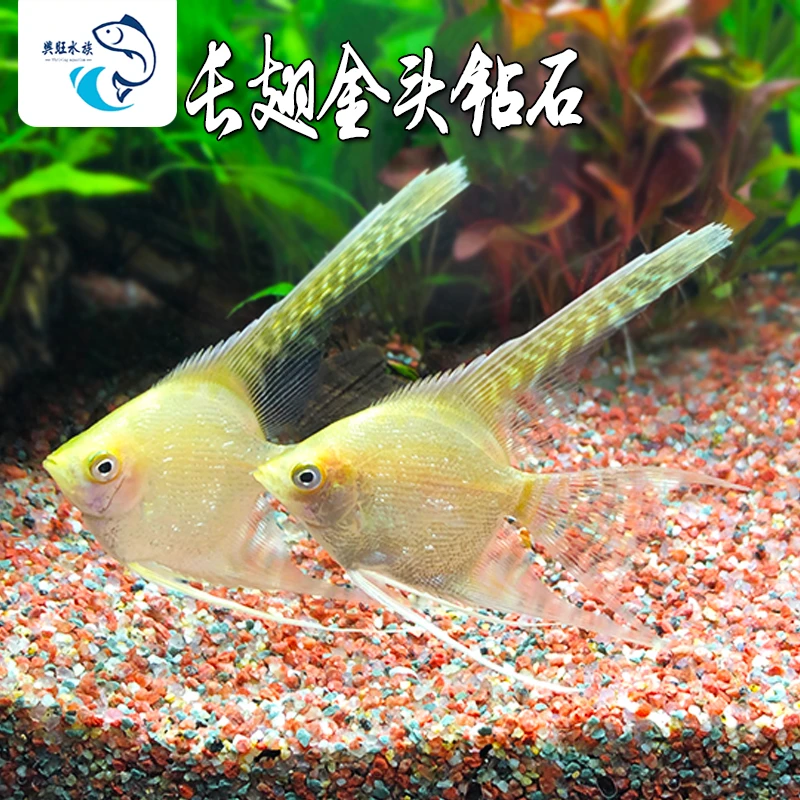 长翅金仙神仙鱼鱼缸观赏鱼热带鱼淡水孔雀鱼天使鱼白云金丝灯鱼