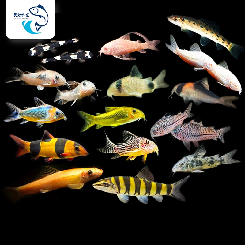 鼠鱼水族鱼缸观赏鱼热带鱼淡水新手鱼底栖鱼珍珠鼠白老鼠花老鼠鱼