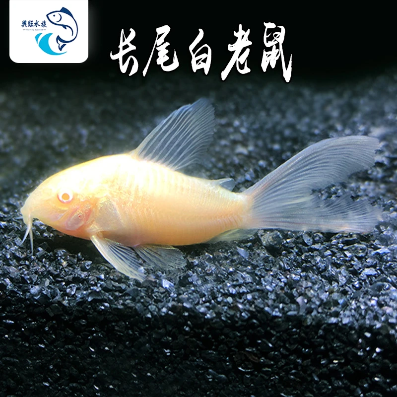 长尾白老鼠鱼水族鱼缸观赏鱼小型热带鱼淡水清洁工具鱼斑马鱼灯鱼