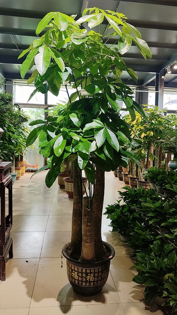 发财树客厅大盆栽开业送礼乔迁室内绿植三杆步步高招财树盆景大棵