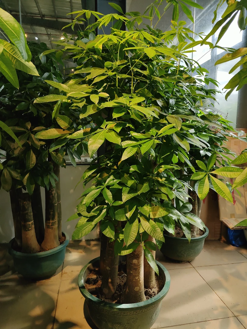 步步高升五杆发财树盆栽植物室内客厅超大粗杆生意兴隆摇钱树大棵