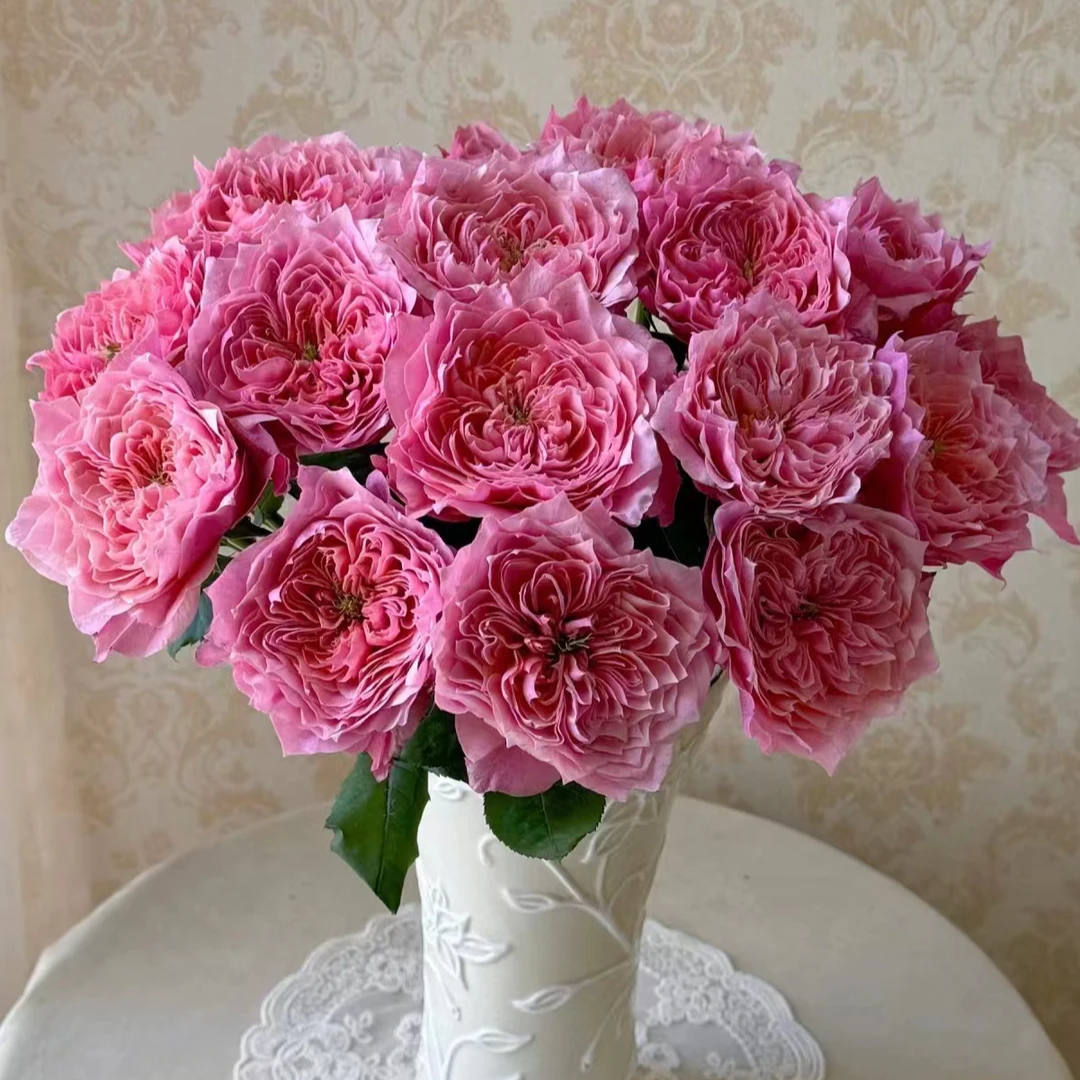 10枝【卫子夫】单头玫瑰 室内水养鲜切花 云南昆明基地直发