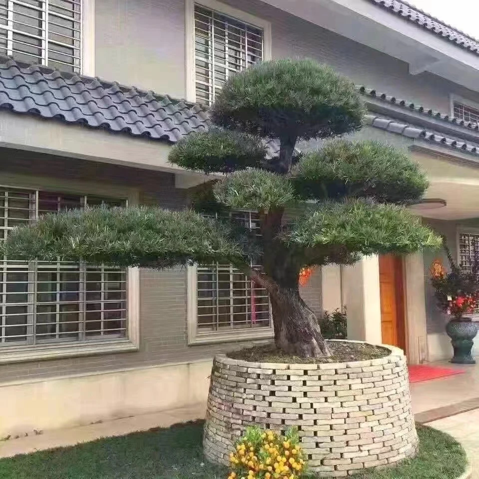 罗汉松一物一拍适合庭院别墅公分