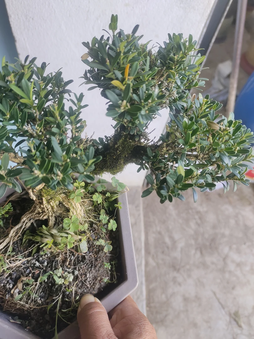 雀舌黄扬老桩盆景
