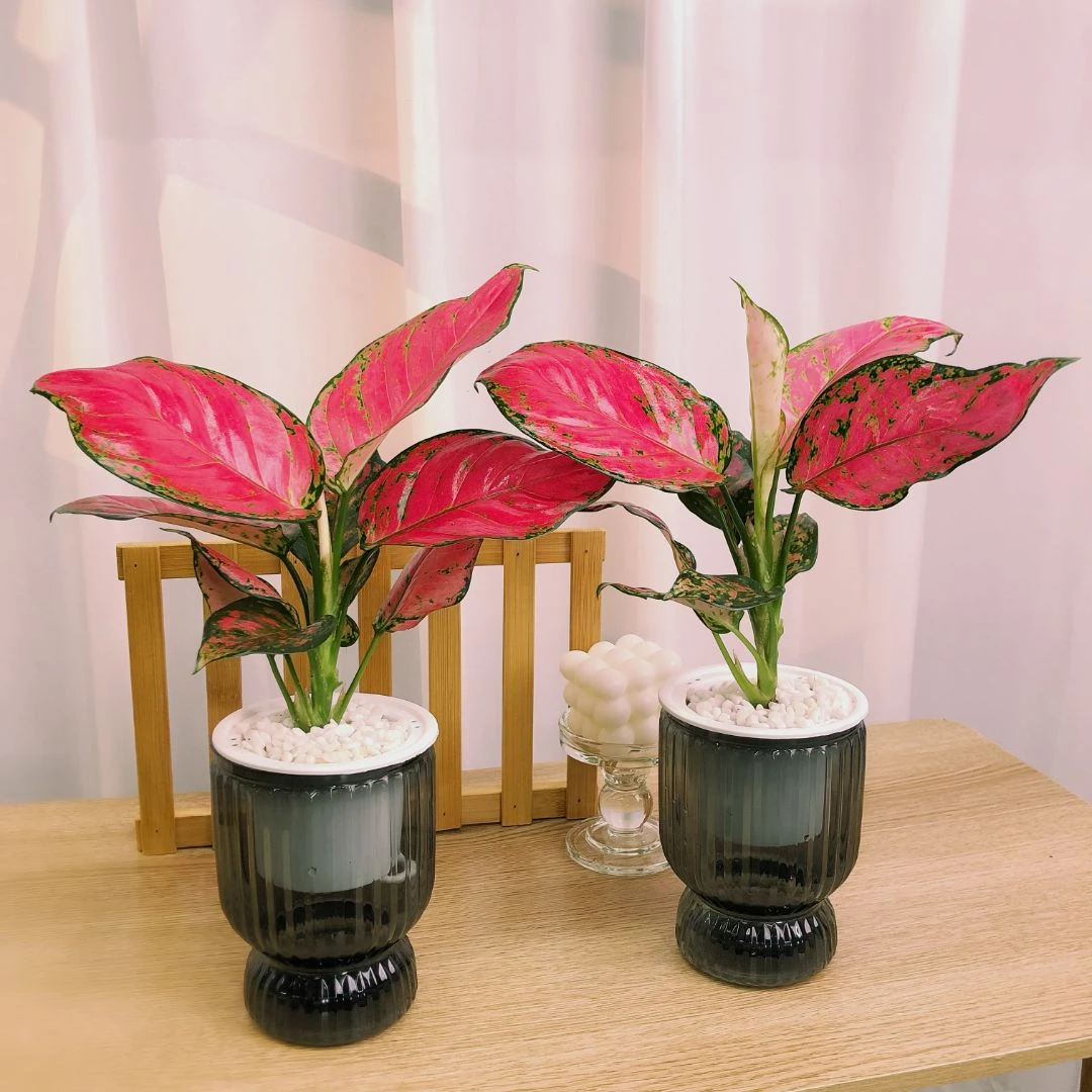 吉利红盆栽一年常红喜庆绿植中国红年宵花如意皇后室内好养花卉