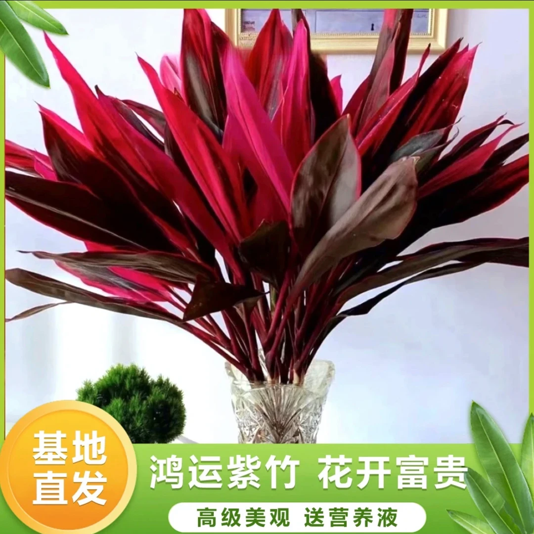 鸿运竹红叶朱蕉水培土养10枝富贵竹懒人绿植海南基地