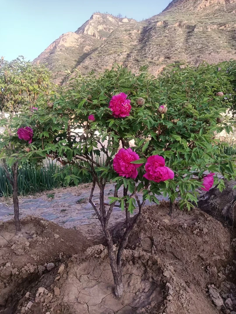 三到五公分的一棵紫斑牡丹中的紫云峰