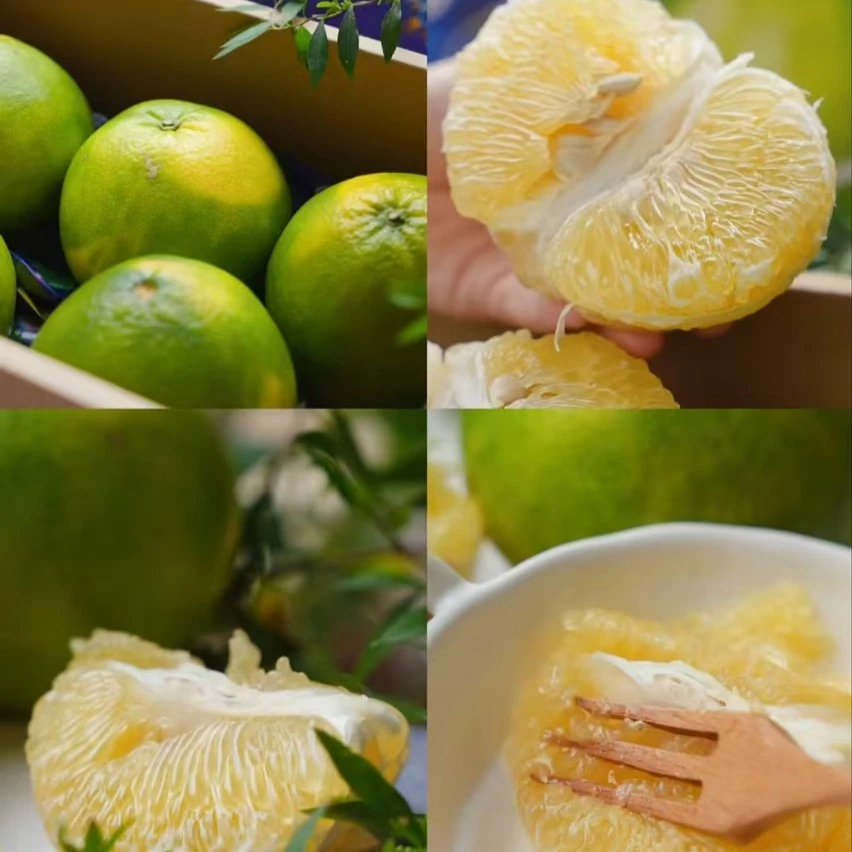 青皮葡萄柚（送榨汁器）