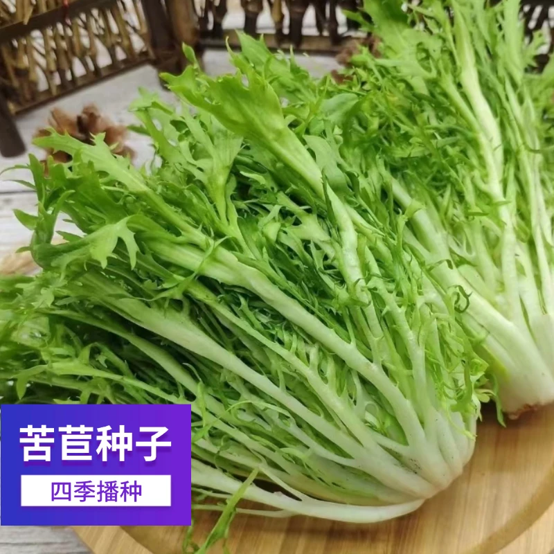 苦菊种子苦苣生菜沙拉菜农家四季阳台庭院蔬菜籽新种子发芽快