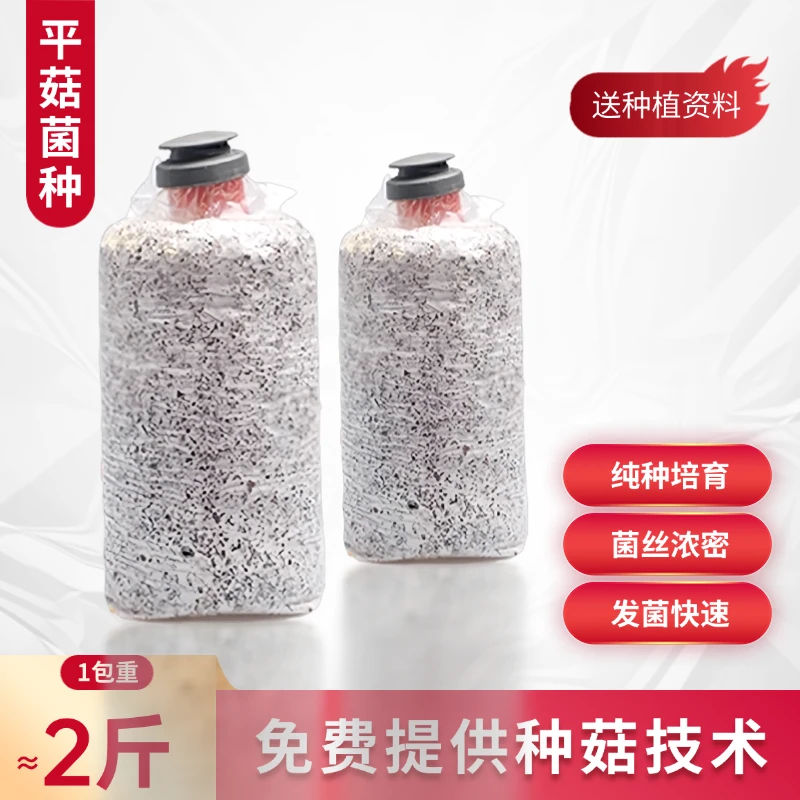 蘑菇栽培菌种玉米芯种蘑菇送教程高产肥厚基地直发玉米芯平菇菌种