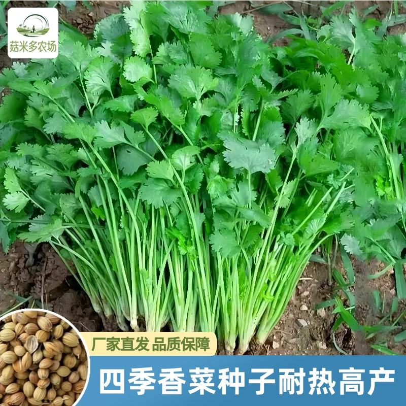 【全店满5包包邮】香菜种子精选芫荽籽阳台盆栽种植高产抗病蔬菜籽
