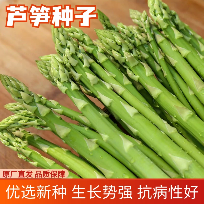 【全店满5包包邮】芦笋种子多年生蔬菜抗热耐寒菜籽盆栽地栽