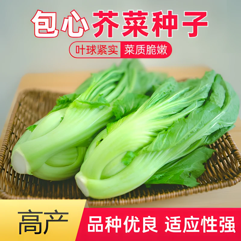 【全店满5包包邮】包心芥菜种子钙菜酸菜制作庭院阳台四季生长