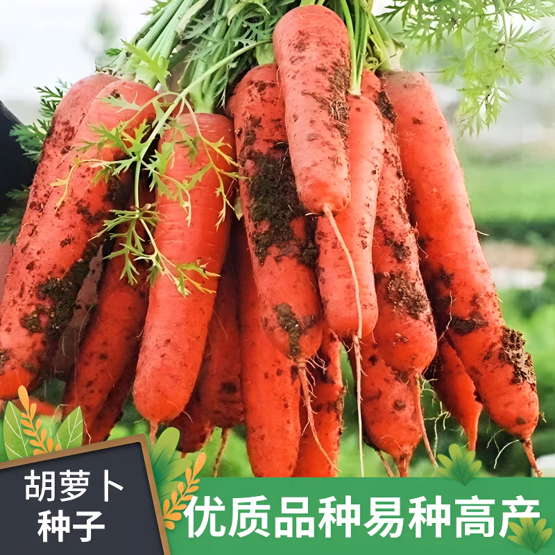 【全店满5包包邮】胡萝卜种子四季蔬菜籽耐热耐寒阳台花盆种菜