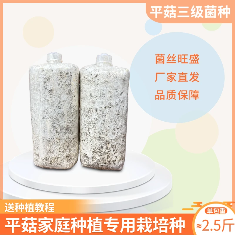 玉米芯蘑菇菌种产地发货免费种植资料在家种菜石灰平菇菌简单种植