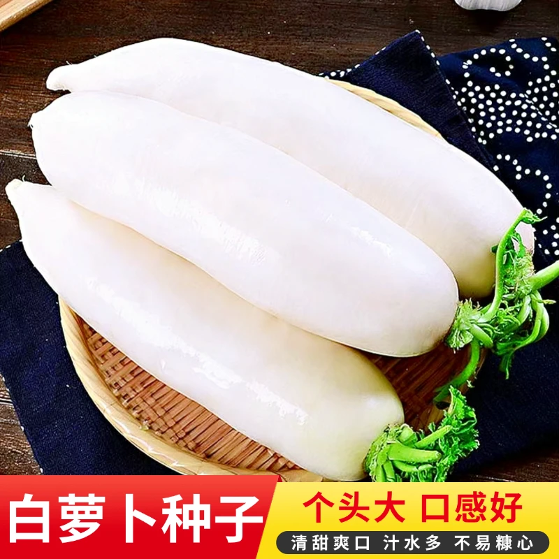 白萝卜种子高产易种四季萝卜籽不空心