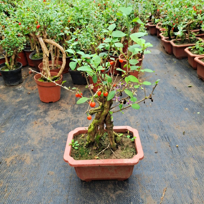 盆景老桩造型枸杞树桩枸杞耐寒树苗观赏阳台当年开花带果长花期花