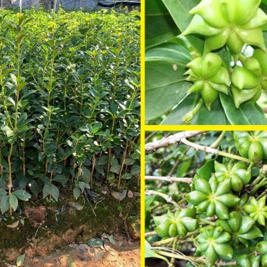 八角树树苗广西大红罗马东荣八角矮化嫁接苗食用大茴香树南北方种