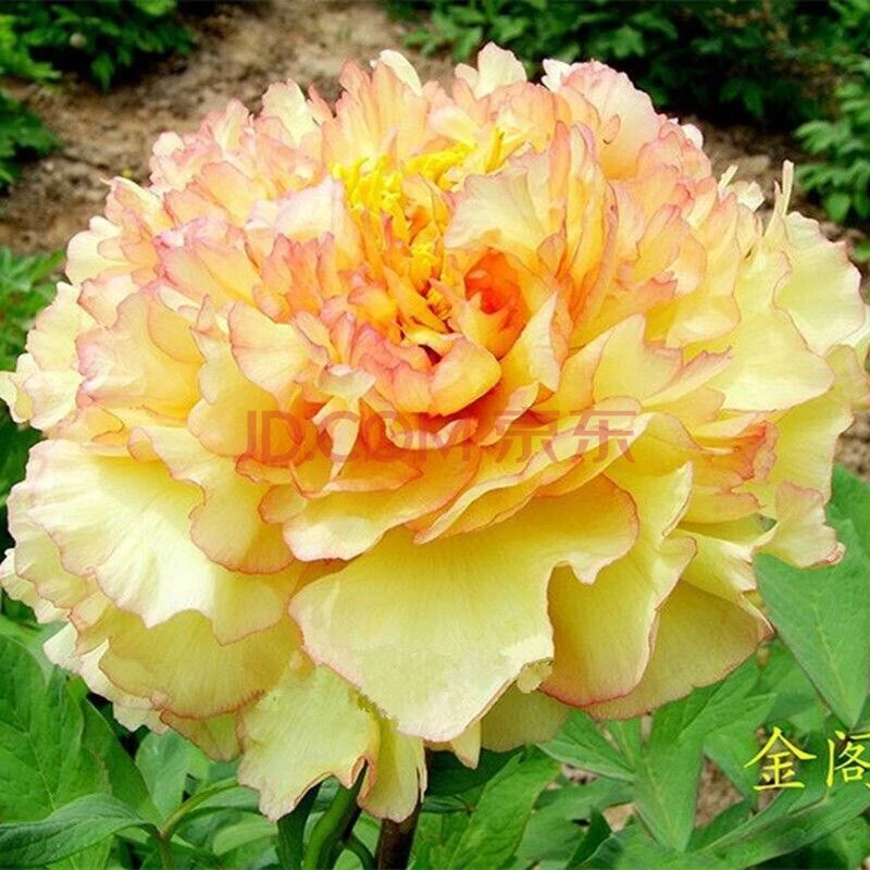 正宗菏泽牡丹花苗庭院花卉洛阳观赏牡丹大苗室外阳台植物室内绿植