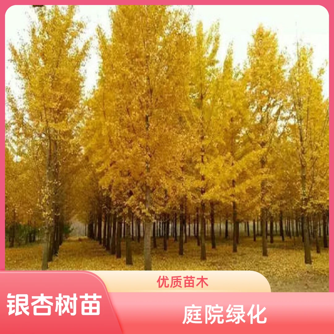 银杏树苗庭院绿化苗木行道树 银杏小苗 银杏树苗 白果树苗白果苗