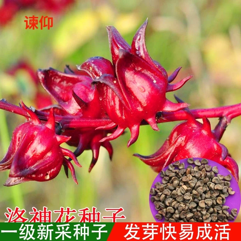 洛神花种子红桃k苗盆栽花苗花种云南种籽红金梅玫瑰茄种孑美丽