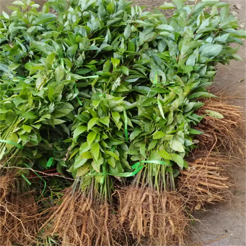 四季种植香樟树苗龙脑小苗常绿庭院风景树盆栽地栽南北方种植苗木