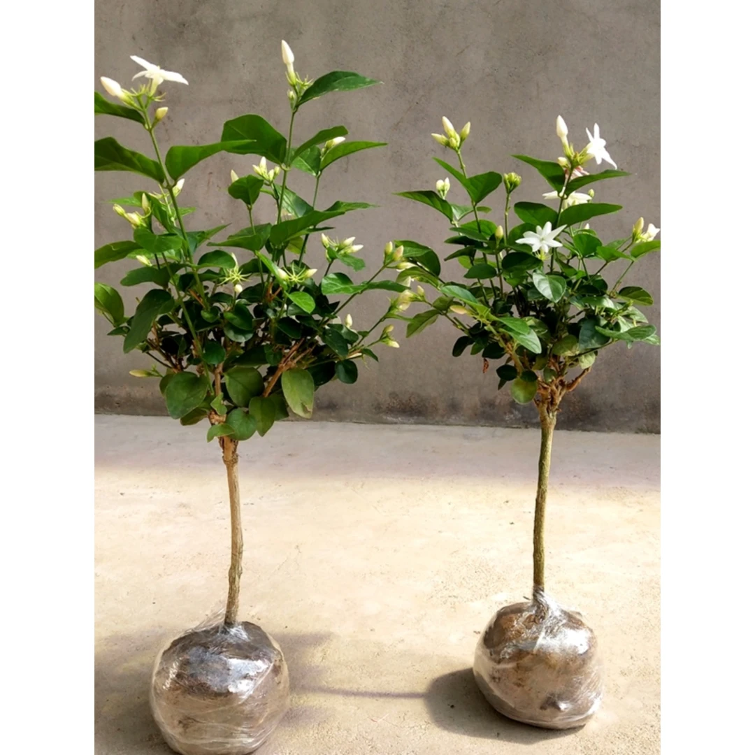 单瓣笔尖茉莉苗独杆茉莉花苗盆栽室内室外浓香植物好养易活带花苞