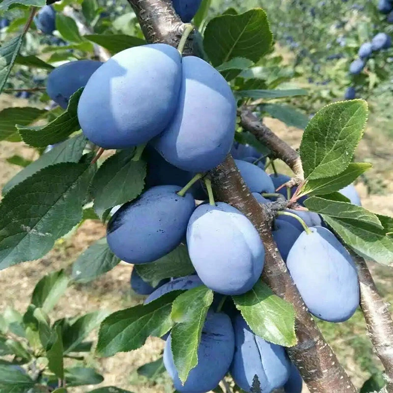 嫁接矮化早熟李子苗西梅女皇李子树苗南北方种植庭院大树苗果苗