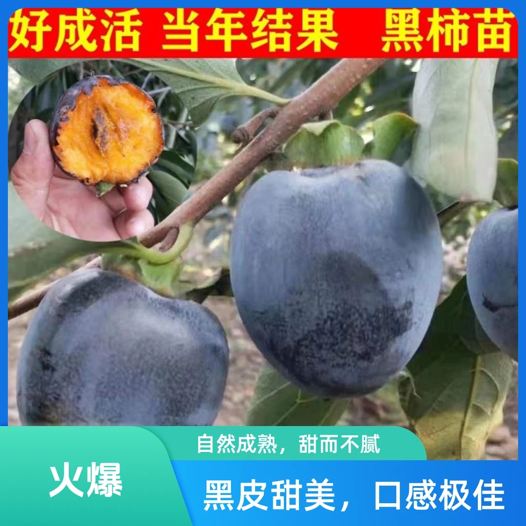 新品种南北方种植巧克力黑柿嫁接苗黄心柿柿子树苗盆地栽日本甜柿
