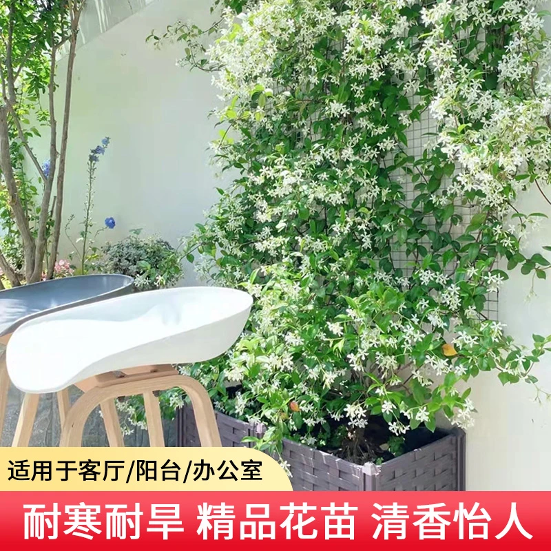 风车茉莉爬藤植物垂丝络石藤四季开花苗室内阳台花卉盆栽常青绿植
