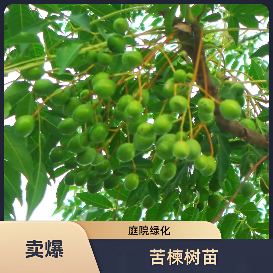 苦楝树苗庭院绿化行道风景树苗楝树楝枣苦楝树厂区绿化风景树苗