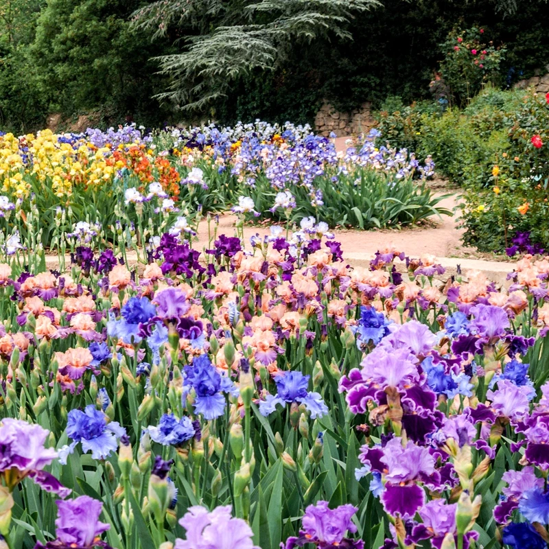 耐寒德国鸢尾花苗多年生四季开花室内外庭院地栽阳台盆栽花卉植物
