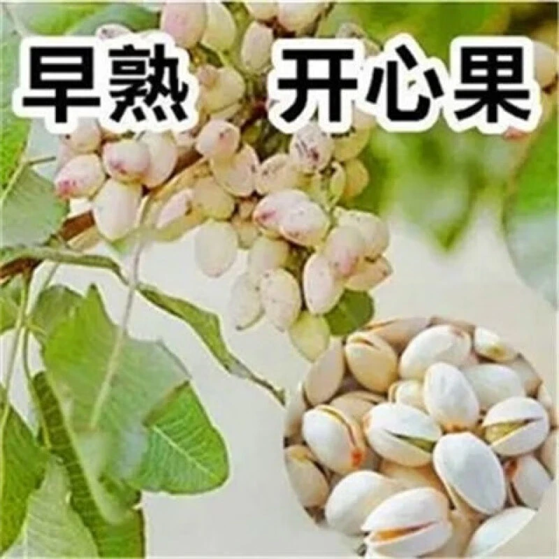 嫁接苗开心果苗南北方种植果苗当年结果开心果树苗四季种植盆栽