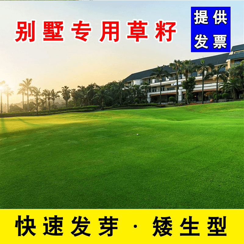 进口草坪种子草籽四季常青矮生免修剪冻不死草坪绿化工程护坡耐寒