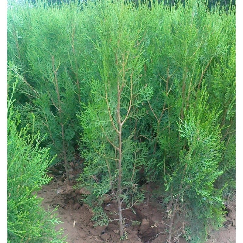 播种森林侧柏树苗 扁侧柏树 松柏树苗庭院绿化侧柏叶柏树绿化苗木