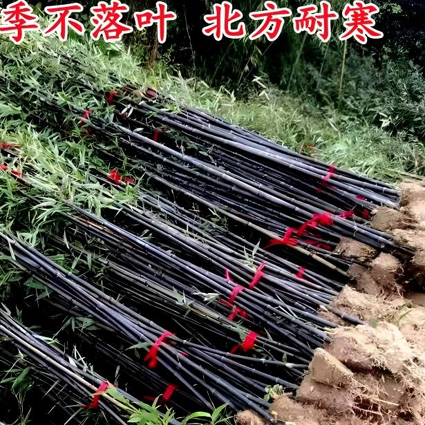 乌竹子苗庭院植物北方耐寒盆栽早园竹紫竹苗金镶玉竹四季青园林