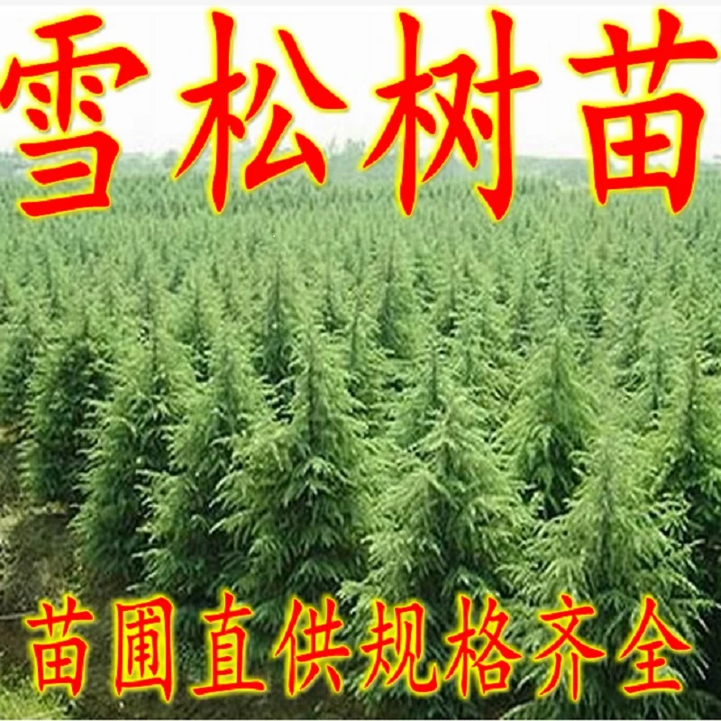 雪松树苗四季常青绿化苗木工程苗圣诞树苗别墅庭院树种宝塔松耐寒
