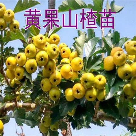 嫁接苗黄山楂树苗 黄果山楂苗阿尔泰山楂苗 南北方种植当年结果苗