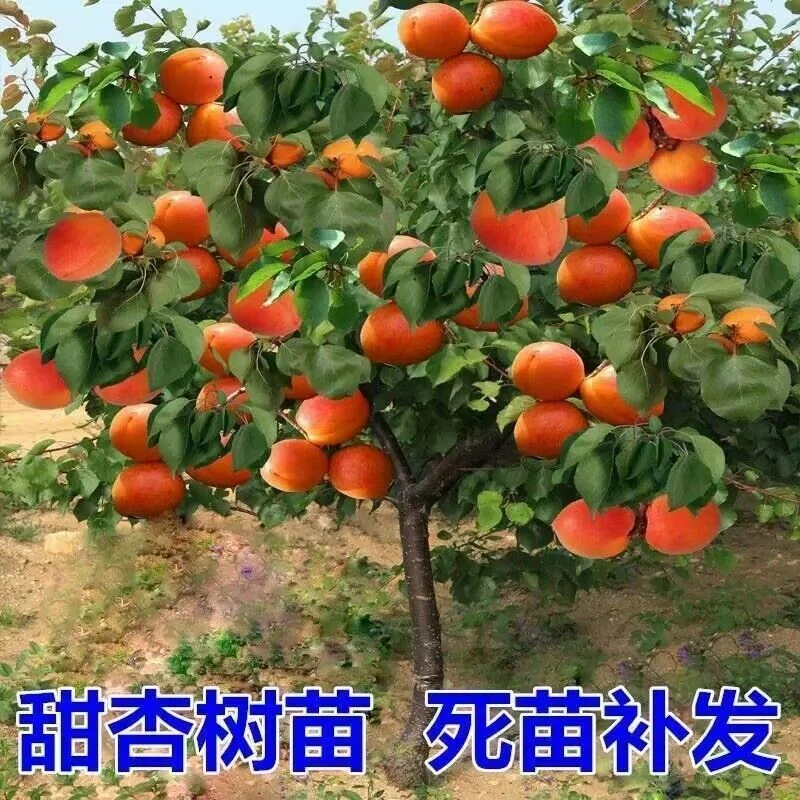 杏树苗嫁接特大帝王杏树果苗南北方种盆栽地栽庭院果树苗当年结果