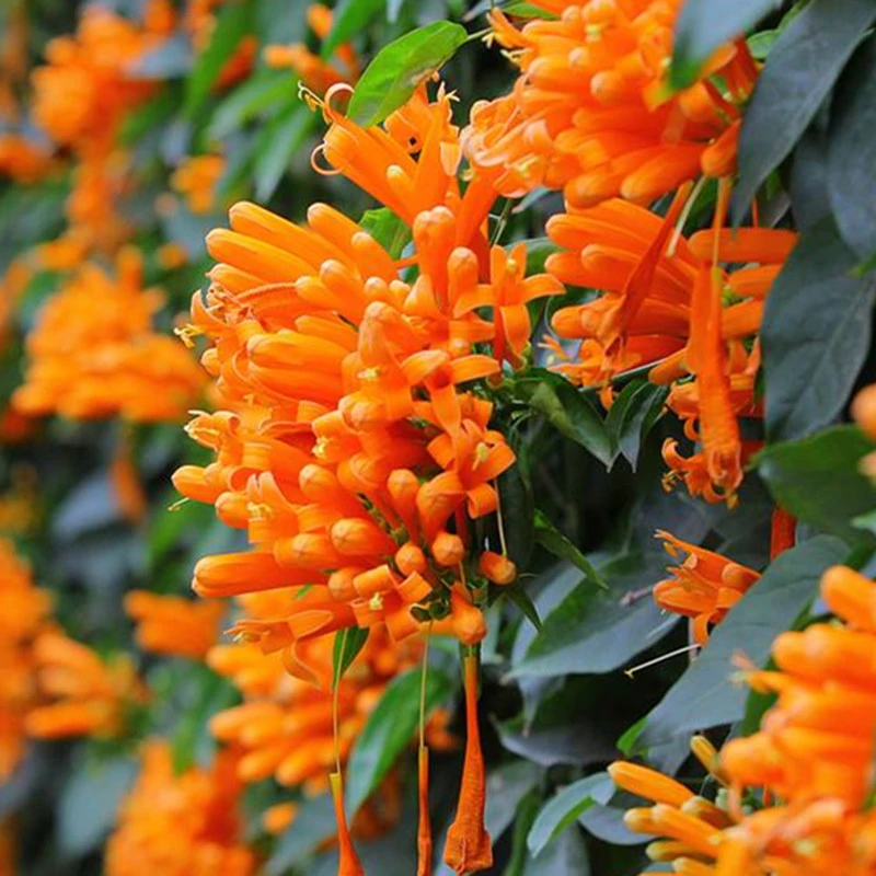 鞭炮花苗炮仗花攀援花卉红爆竹苗花炮仗花树苗可盆栽庭院当年开花