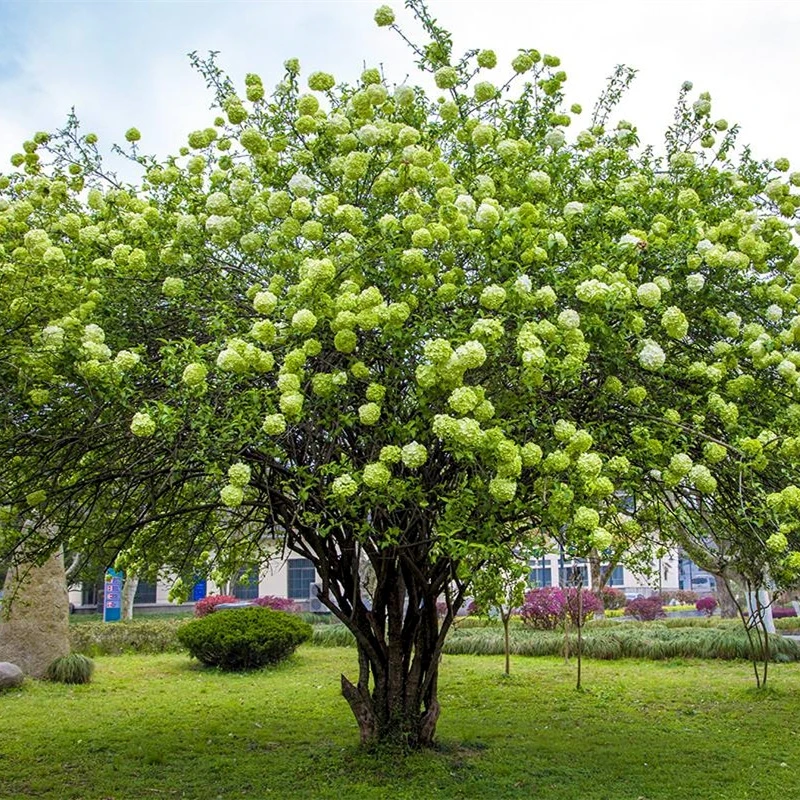 耐寒木本绣球树苗正宗大花斗球中华木绣球室内外阳台别墅庭院种植
